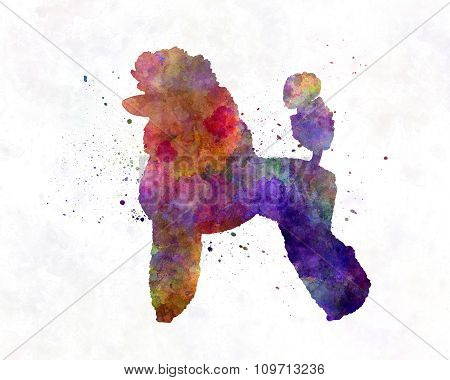 Poodle 02 In Watercolor