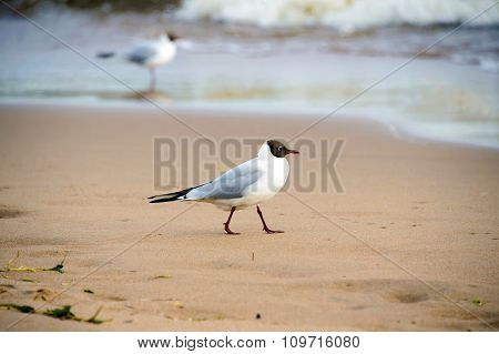 Seagull on the beach.