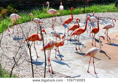 Graceful flamingos.
