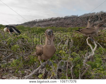 Brown Boobies