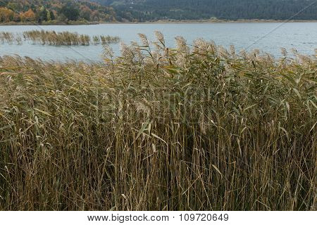 Lake Abant, Turkey