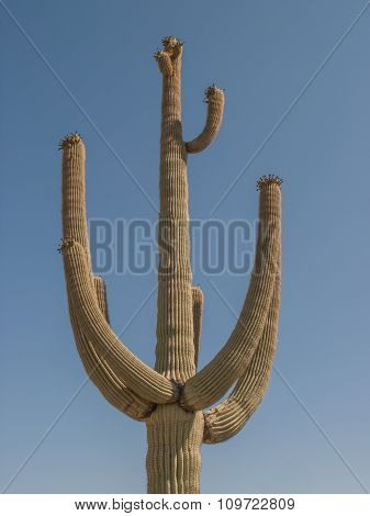 Saguaro Cactus