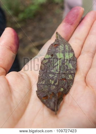 Crushed Awaypili Leaf