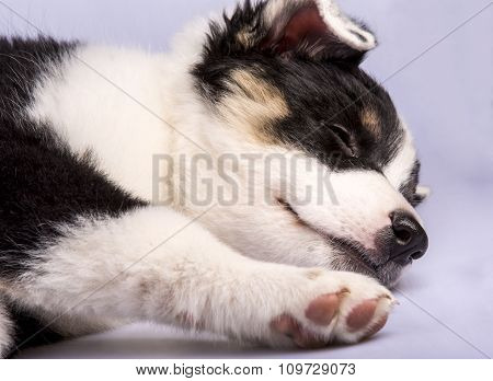 Cute Texas Heeler Puppy Sleeping