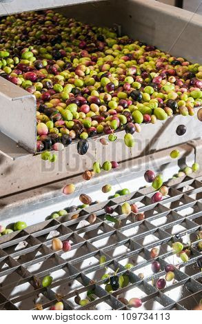 Olive cleaning