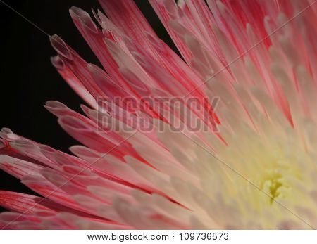 Close-up pink and white aster flower, soft focus