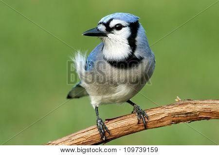 Blue Jay (corvid Cyanocitta)