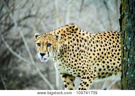 Leopard in the Wild