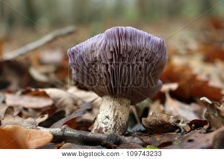Wood blewit fungus