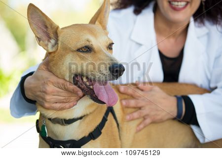 Dog Care