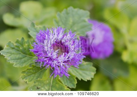 Lovely Violet Colour Blossom Flower Queen Anne's Thistle