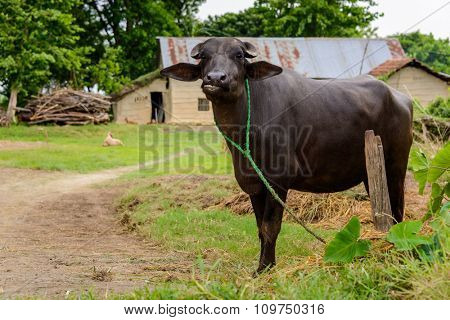 Buffalo in a farm in Terai, Nepal
