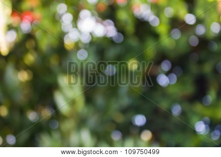 Colourful Spark And Blow Natural Bokeh Of Tree, Flower With Sunlight