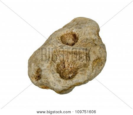 A little piece of fossilized hexacorallia