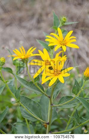 yellow sunchoke flower