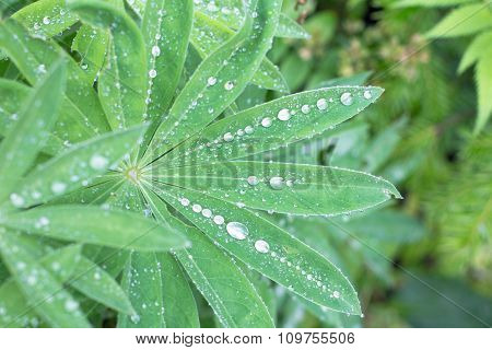 Closeup Of Lupine Leafs And Water Drops. Latin Name: Lupinus Wolfish