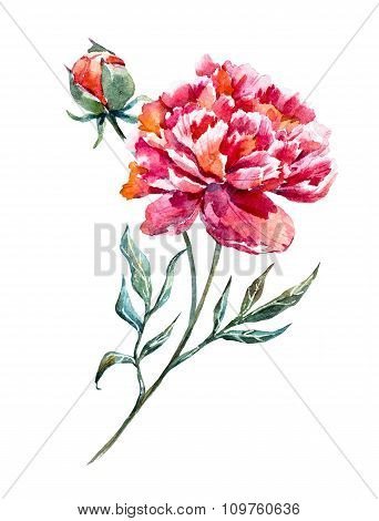 Watercolor raster peony