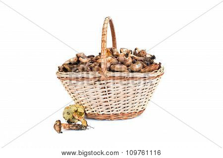 Basket With Mushrooms
