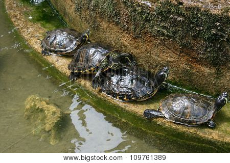Four Turtles Stand In Line In A Fountain