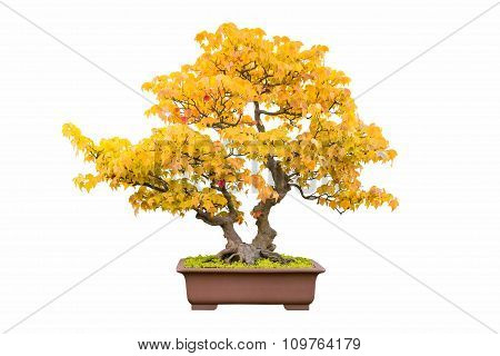 Bonsai Tree Of Trident Maple In Autumn