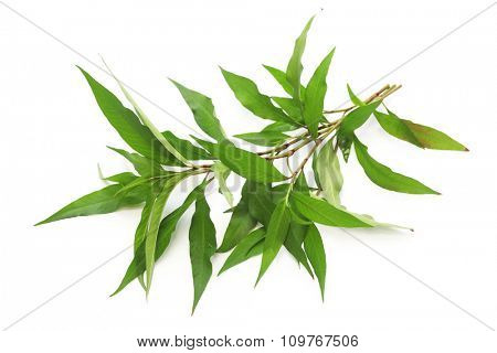 water pepper