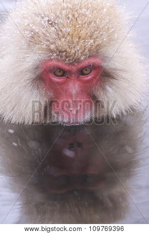 Onsen Monkey And Itself Shadow In Mirror Water At Jigokudani Monkey Park - Nagano, Japan