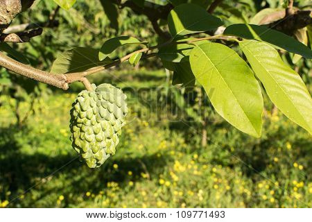 Suggar Apple tree, tropical fruit in Taiwan.