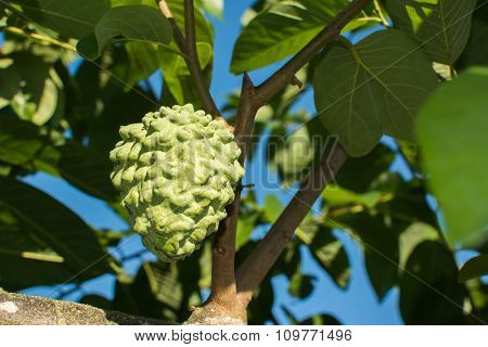 Suggar Apple tree, tropical fruit in Taiwan.