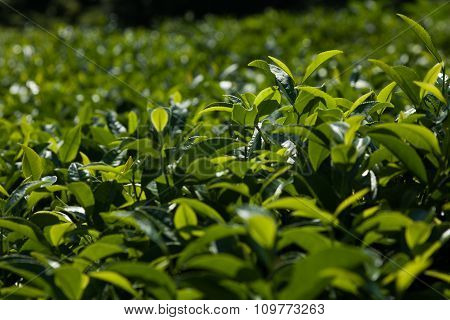 tea plants