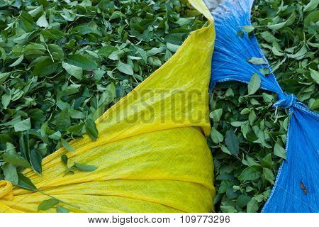 harvested tea leaves