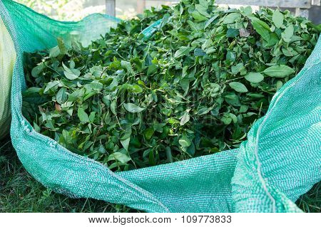 baled tea leaves