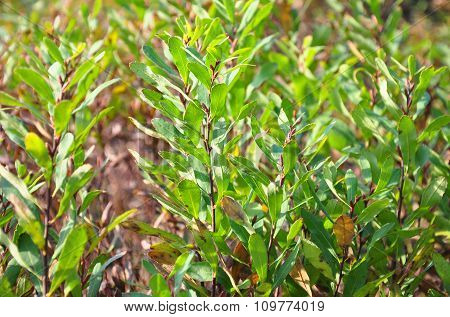 Bog-myrtle (myrica Gale)
