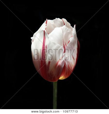 Tulp