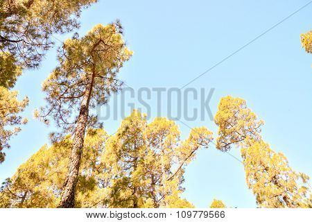 Pine Tree View