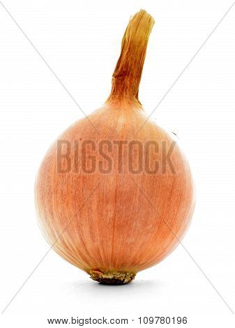 Vertical single whole golden onions bulb isolated on white