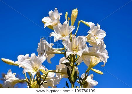 Blooming Flower Background