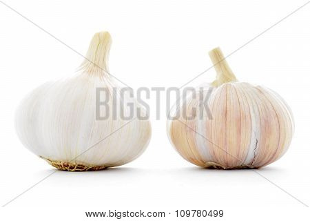 Two natural whole garlic bulbs isolated on white background