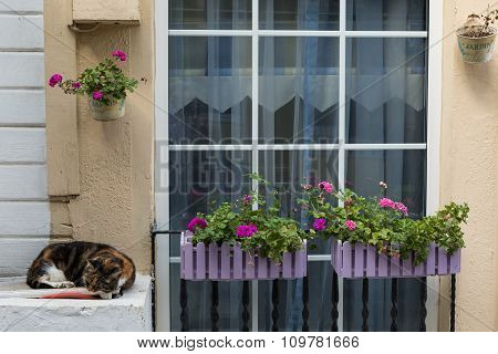Sleeping cat by a window