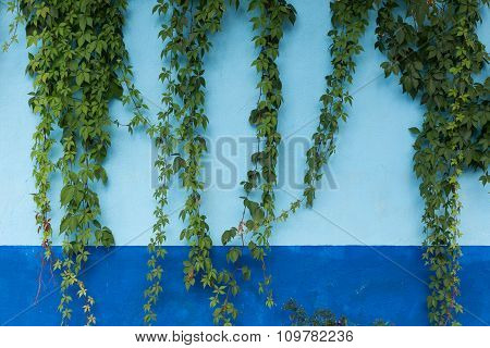 vines on a wall