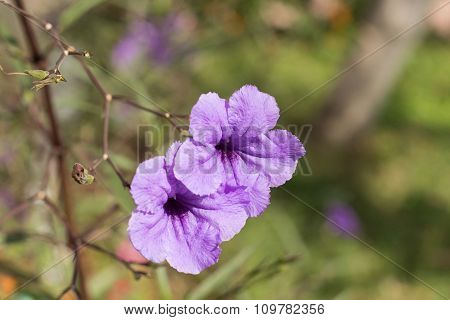 purple flowers
