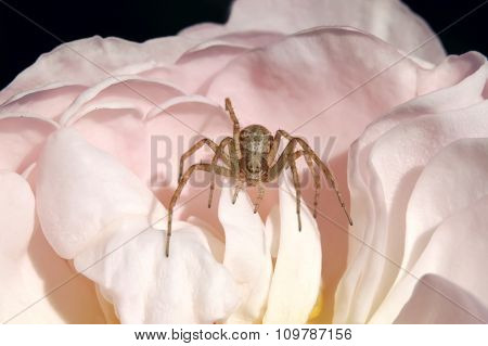 little spider on pink petals