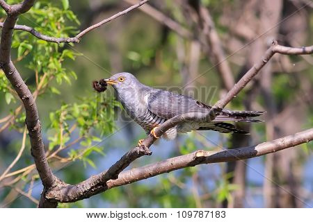 grey cuckoo sitting on a tree
