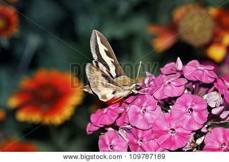 insect hawk moth hovering over the Phlox