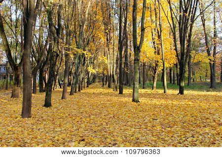 Autumn Park With Trees And Yellow Leaves