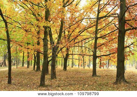 Autumn Park With Trees And Yellow Leaves