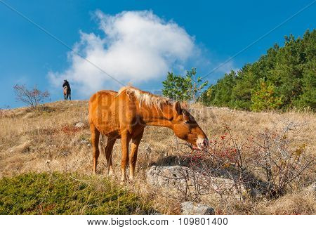 Horse eating hips in Crimean mountains