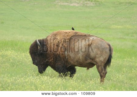 Buffalo mit Vogel