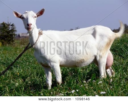 Ritratto di capra