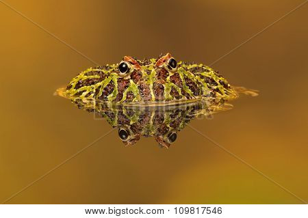 Argentinian Horned Frog (Ceratophrys Ornata)