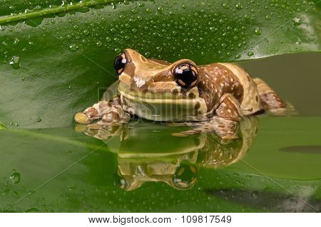 Amazon Milk Frog (Trachycephalus Resinifictrix)